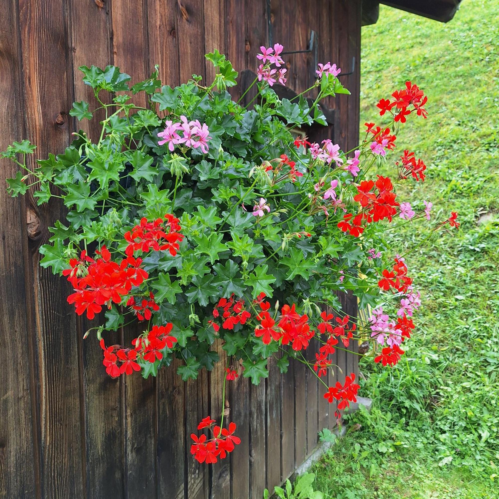 Apartment Romana Selva di Val Gardena Exteriör bild